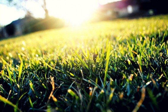 Sunshine Reflecting on Grass