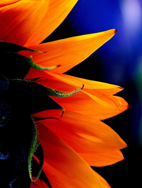 Bright, Orange Flower Against Purple Darkness