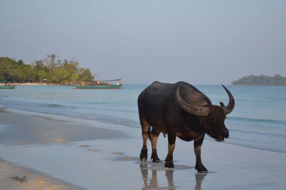 A water buffalo walking along the beach on the island of Koh Rong.