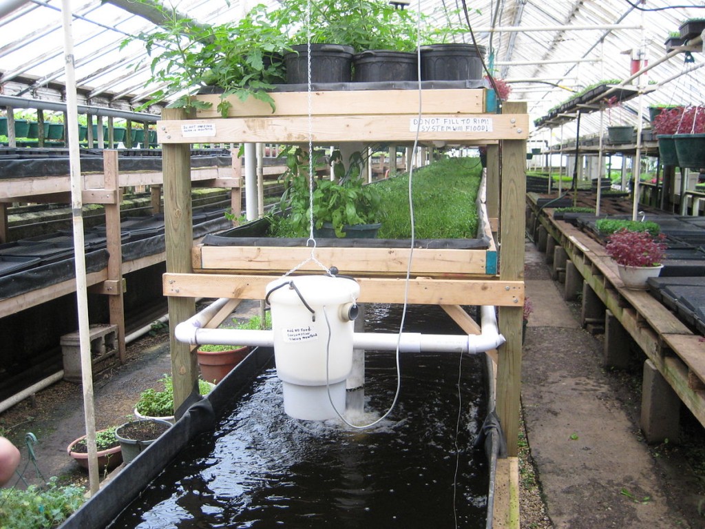 A greenhouse in Milwaukee with an aquaponics system. Photo Credit: Wiki Commons. 