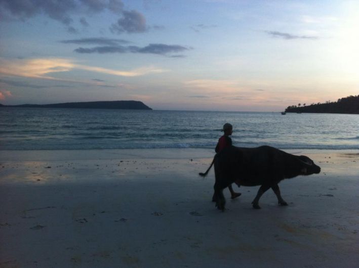 Local man walks his water buffalo along the beach on Koh Rong island in Cambodia.